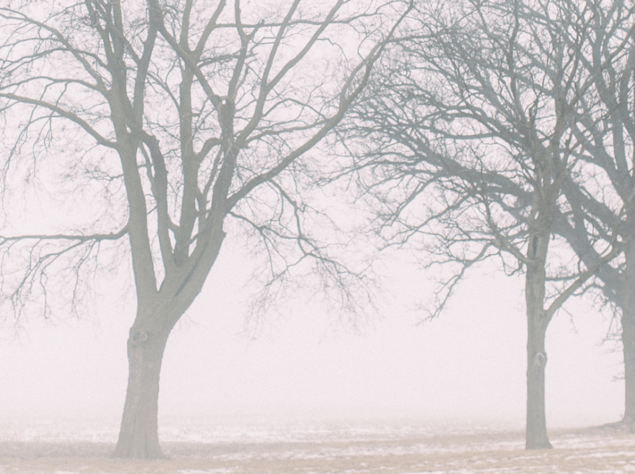Is diversity a distraction - dead trees in fog