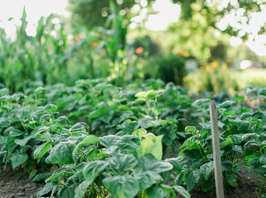 We can see in the image, a vegetable plantation.