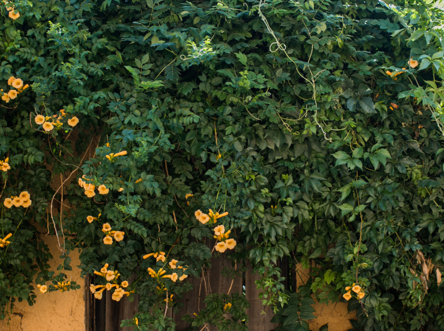 In the image, we can see an old courthouse, apparently a balcony door leading to the garden, covered by very green vegetation.
