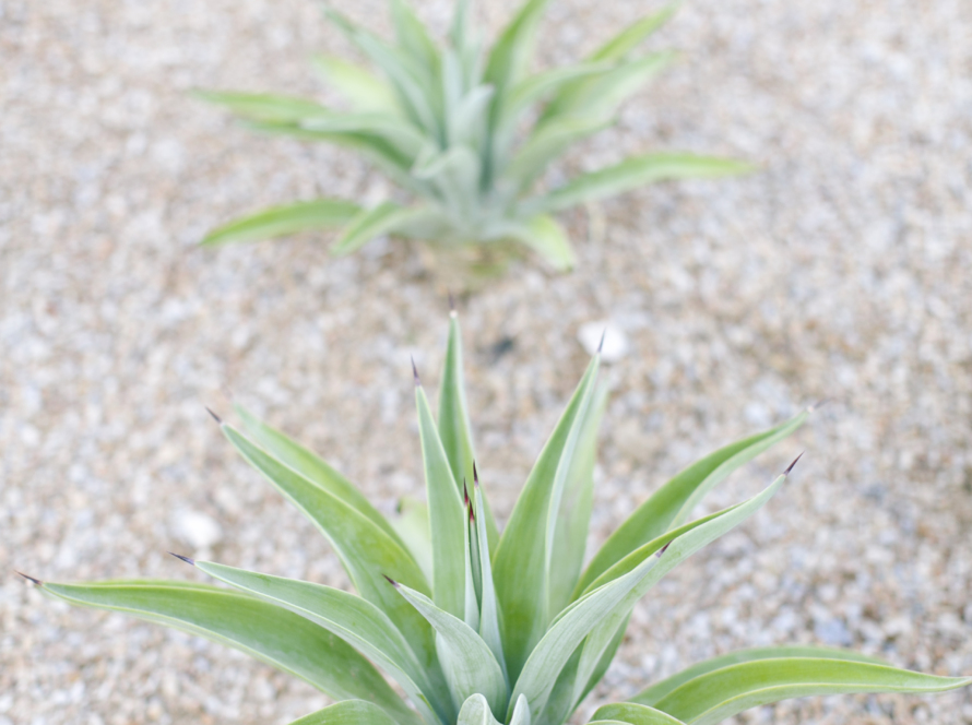 3 pineapple plants in a row in the ground. The tops of the plants are shown, with the one at the bottom being the biggest as it's green plants flourish.
