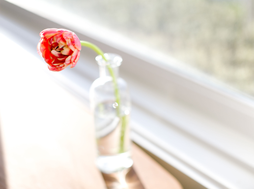 A single red flower that is halfway open and tilting over -- is sitting in a long vase with a thin neck, and filled with water. The vase is sitting in front of a blurry but sun-filled window with a white base, on top of a brown table.