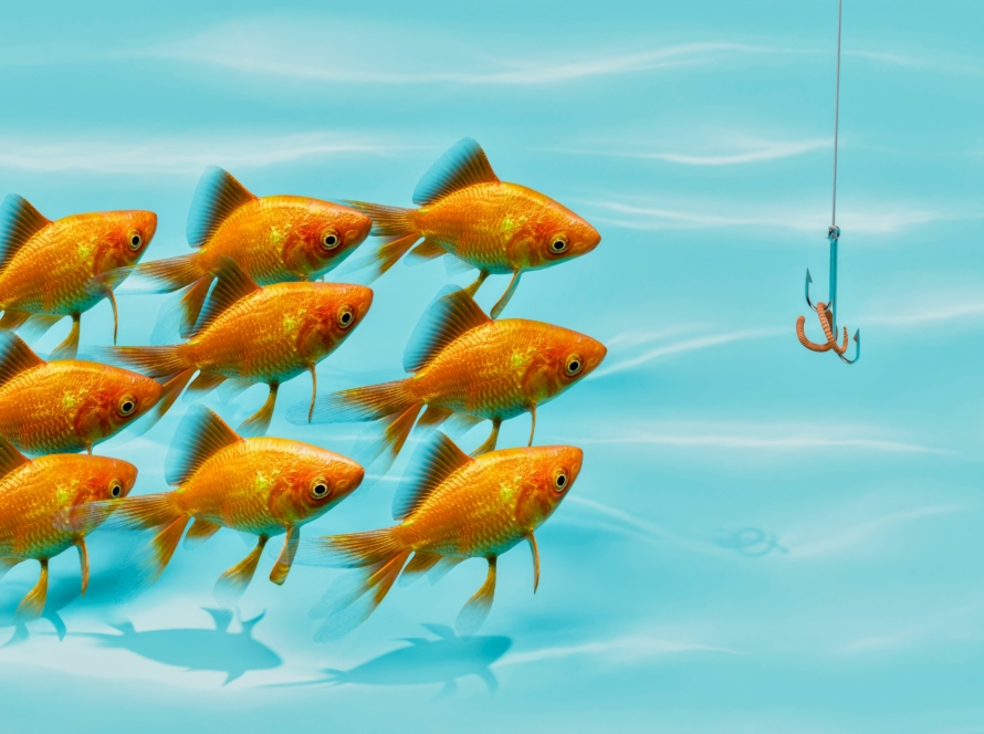 a school of orange fish are swimming in turquoise blue water and toward a lure in front of them.