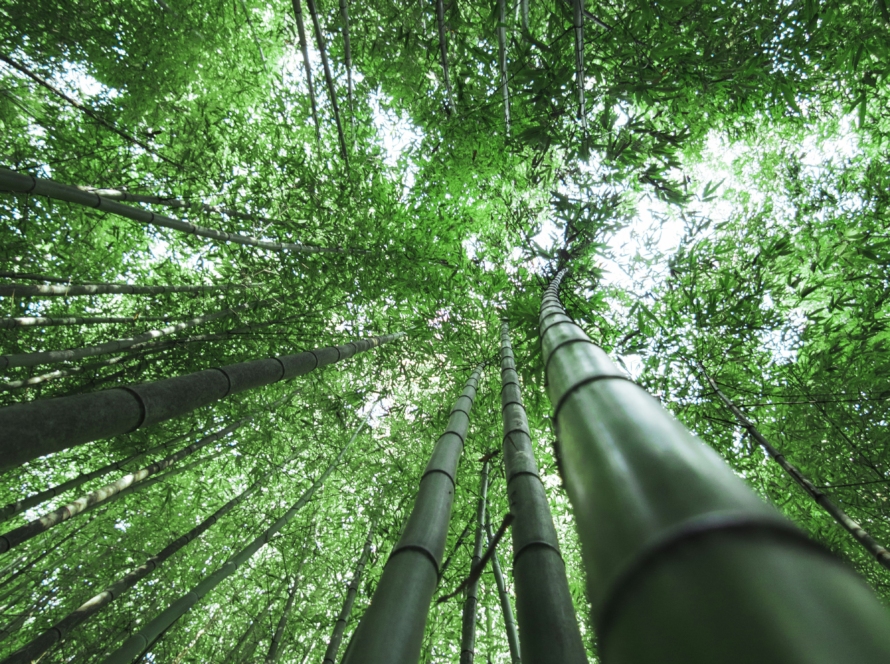 A forrest with super tall bamboo trees. The view is from the bottom looking up -- and you can see breaks of sky a long ways off. Signifies frictionless growth -- that is impressive.