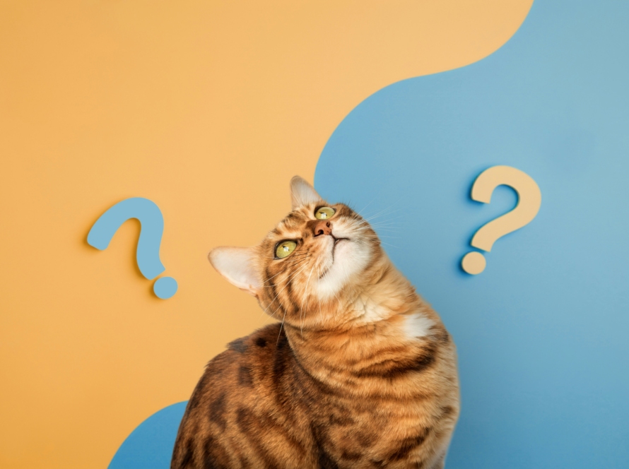 Orange tabby cat looking upward with a curious expression, surrounded by question marks against a blue and yellow background.”
